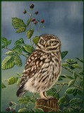 Steenuil Little Owl